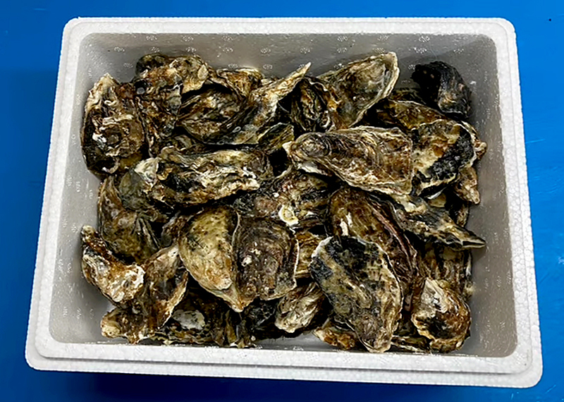 殻付きチビカキちゃん25個