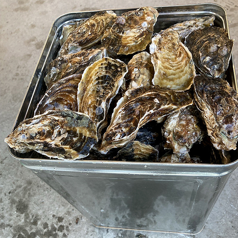 1斗缶からこぼれるほどの牡蠣