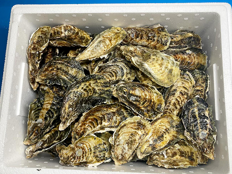 店頭で購入・発送ができます